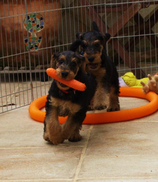 chiot Airedale Terrier From Ospern