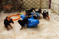 CHIOT