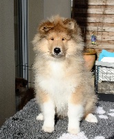 CHIOT