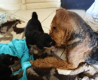 CHIOT