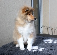 CHIOT