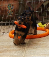 CHIOT