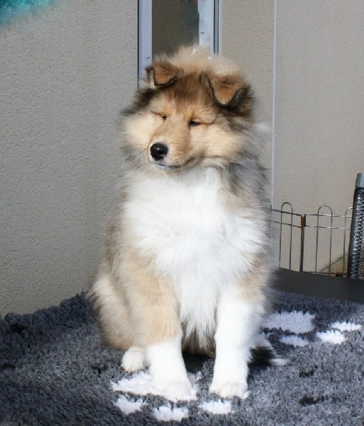 From Ospern - Chiots disponibles - Colley à poil long